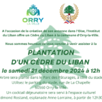 Plantation d'un cèdre du Liban